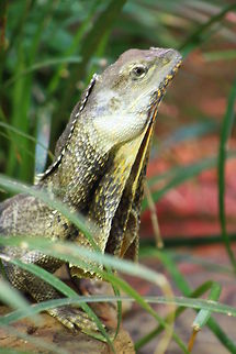 Frilled Lizard  Chlamydosaurus kingii,Frill-necked lizard