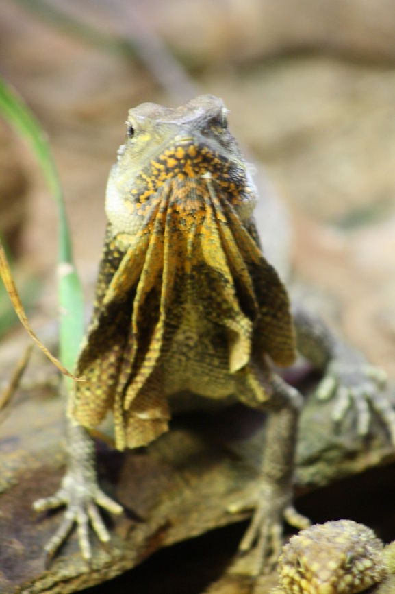 Frilled Lizard  Chlamydosaurus kingii,Frill-necked lizard