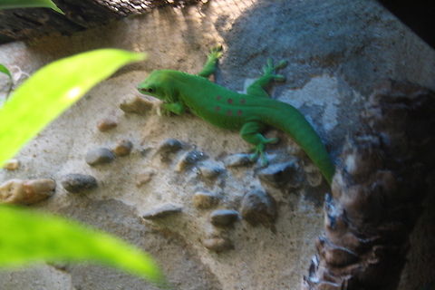 Madagascar Giant Day Gecko  Phelsuma grandis,Phelsuma madagascariensis grandis