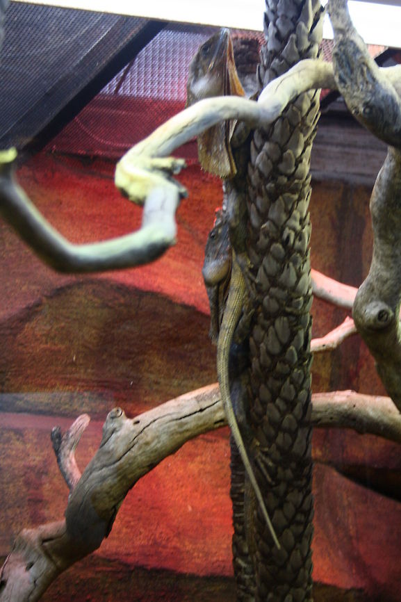 Frilled Lizard  Chlamydosaurus kingii,Frill-necked lizard