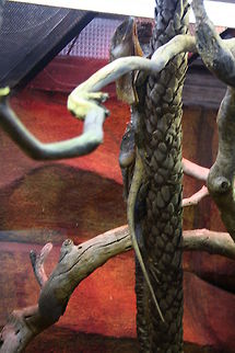 Frilled Lizard  Chlamydosaurus kingii,Frill-necked lizard