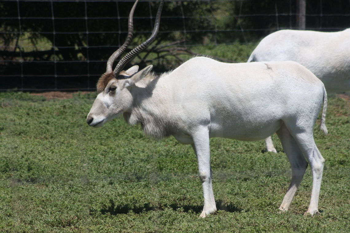 Addax  Addax,Addax nasomaculatus