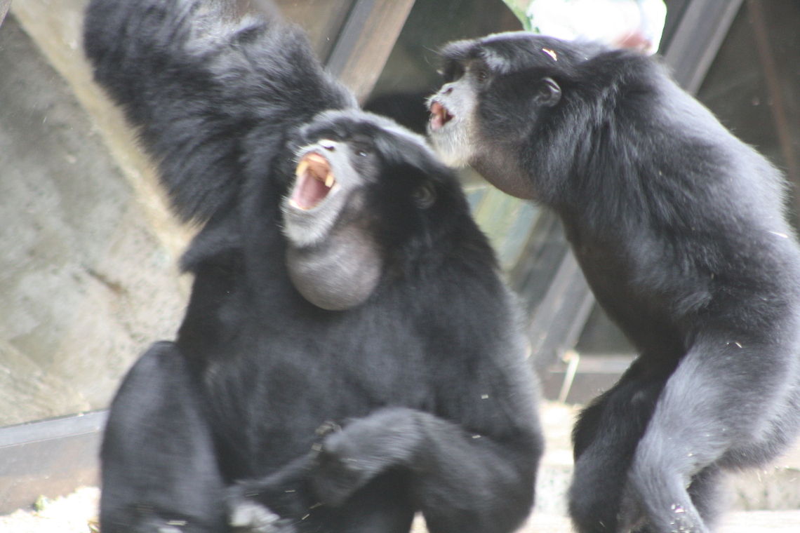 Siamang_Gibbon singing  Siamang,Symphalangus syndactylus