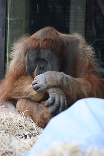 Sumatran Orangutan Sumatran Orang are a different species to the Borneo Orang.  Sumatran Orang has a narrower face and longer beard. If you bred the two you end up with a Hybrid
 Pongo abelii,Sumatran orangutan