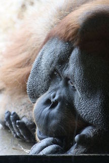 Sumatran Orang In thoughtful silence... Pongo abelii,Sumatran orangutan