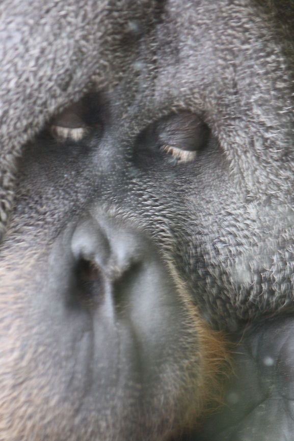 Sumatran Orang  Pongo abelii,Sumatran orangutan