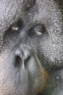Sumatran Orang  Pongo abelii,Sumatran orangutan