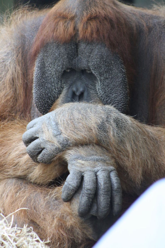 Sumatran Orang  Pongo abelii,Sumatran orangutan