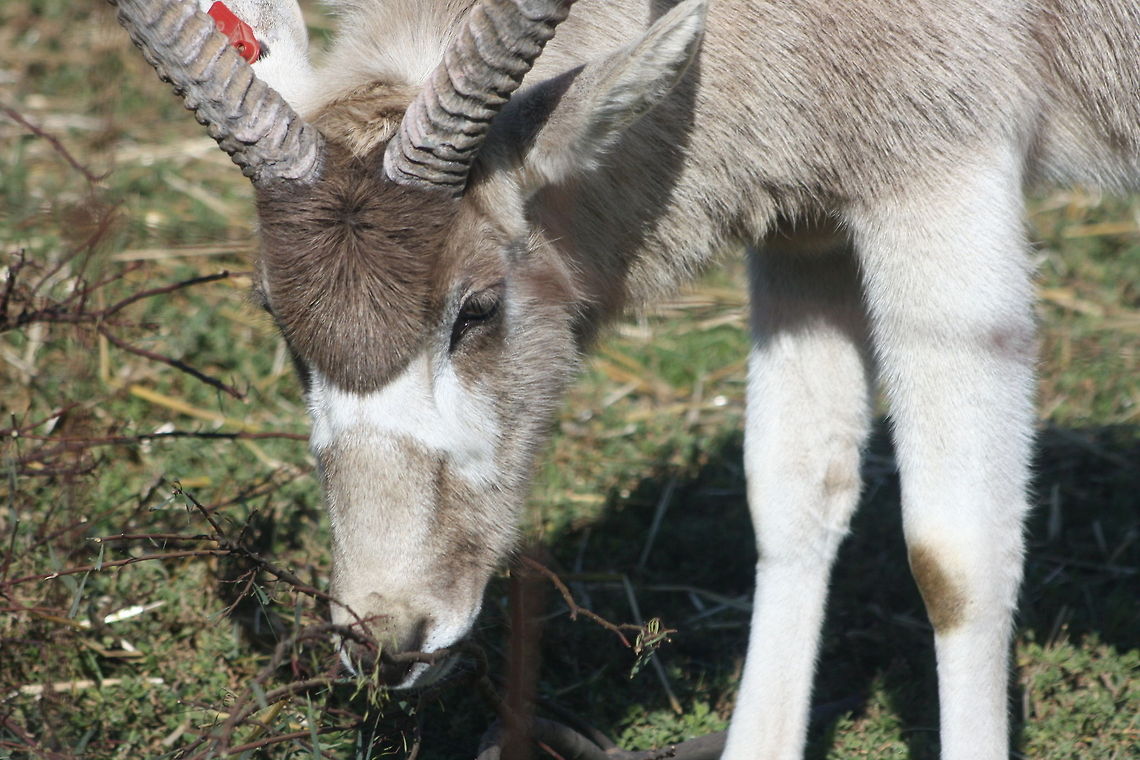 Addax  Addax,Addax nasomaculatus