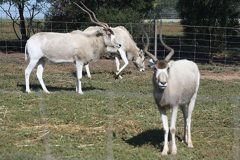 Addax  Addax,Addax nasomaculatus
