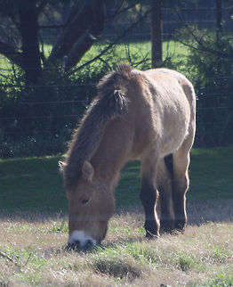 Przewalskis_Horse  Equus ferus przewalskii,Przewalskis horse