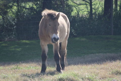 Przewalskis_Horse  Equus ferus przewalskii,Przewalskis horse