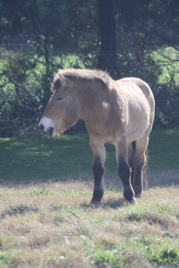 Przewalskis_Horse  Equus ferus przewalskii,Przewalskis horse