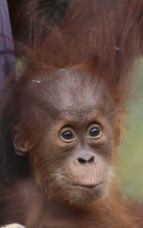 Sumatran Orang  Pongo abelii,Sumatran orangutan