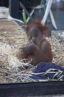 Sumatran Orang  Pongo abelii,Sumatran orangutan