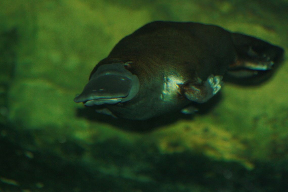 Platypus  Ornithorhynchus anatinus,Platypus