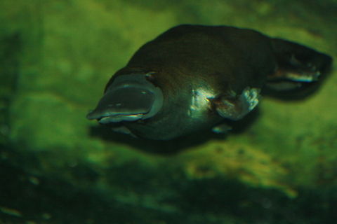 Platypus  Ornithorhynchus anatinus,Platypus