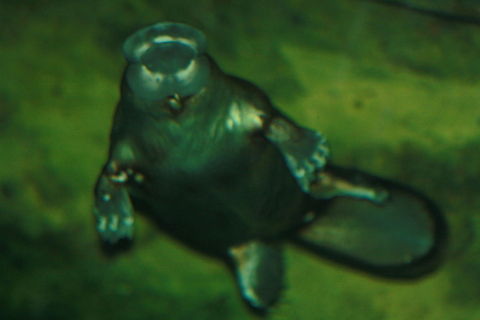 Platypus not the best photo but with all limits pushed I tried  Ornithorhynchus anatinus,Platypus