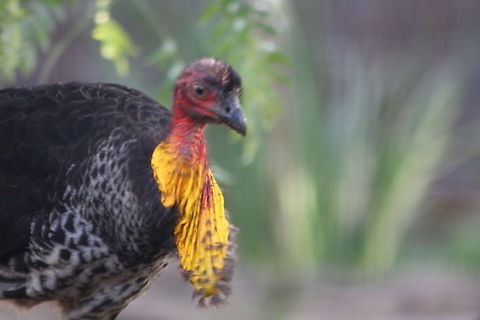 Australian BrushTurkey  Alectura lathami,Australian Brushturkey