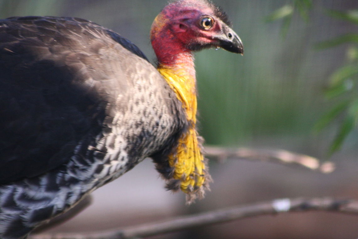 Australian Brush Turkey Habitat is tropical temperate rainforests, scrub; sub-inland brigalow.  It's range is coast all the way from  Illawarra region (NSW) all the way to Cape York N Qld.  The turkeys build a nest In a mound (the temp in the mound determines the sex of the offspring)the mound could be 4 metre across and 1-2 metres high, temp inside is kept about 35C.  The female lays about 20+ eggs Alectura lathami,Australian Brushturkey