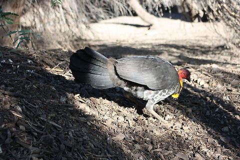 Australian Brush Turkey on the job  Alectura lathami,Australian Brushturkey