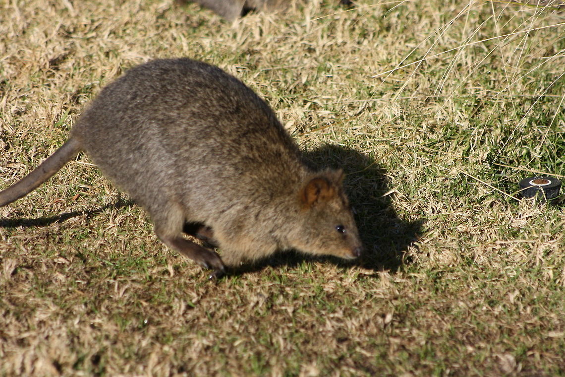 Quokka in flight  Quokka,Setonix brachyurus