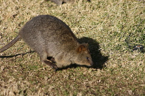 Quokka in flight  Quokka,Setonix brachyurus