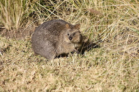 Quokka  Quokka,Setonix brachyurus