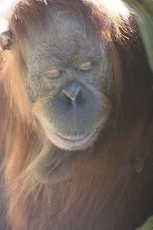 Orang (Hybrid Sumatran X Borneo Orang) Until DNA testing they did not realise that the Sumatran and Borneo Orangutans were different species hence them being called Hybrids.  Pongo abelii,Sumatran orangutan
