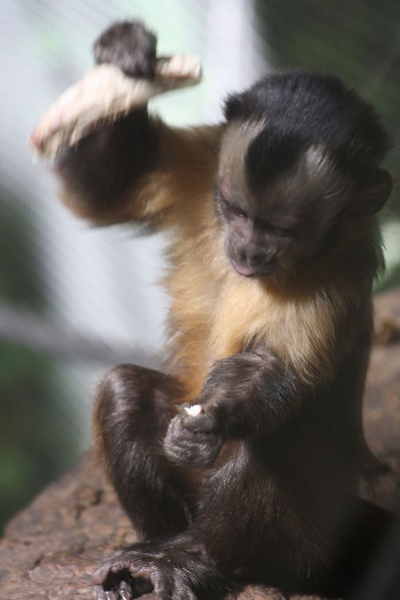Black_Capped_Capuchin  Cebus apella,Tufted capuchin