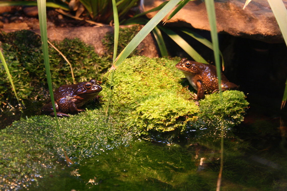 Southern Bell Frog  Growling grass frog,Litoria raniformis