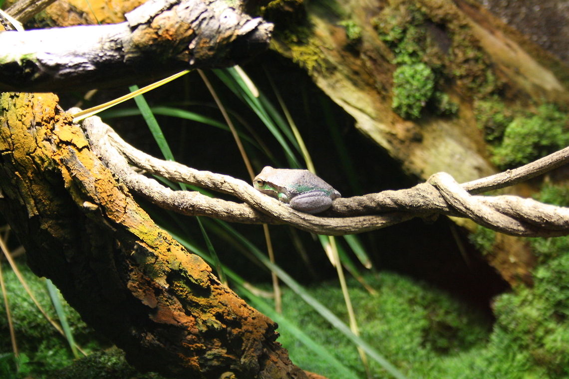 Southern Barred Frog  Giant Barred Frog,Mixophyes iteratus