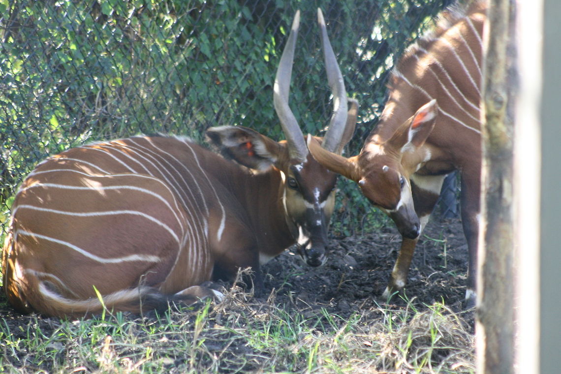 Eastern Bongo  Tragelaphus eurycerus,Western/Lowland Bongo