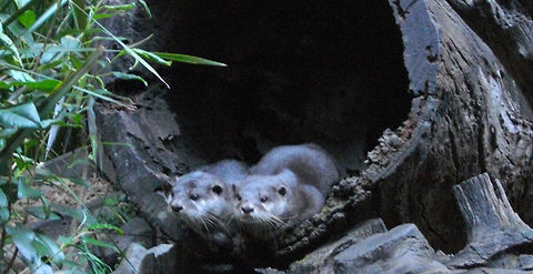 Asian small clawed otter  Aonyx cinerea,Australia,Geotagged,Oriental small-clawed otter