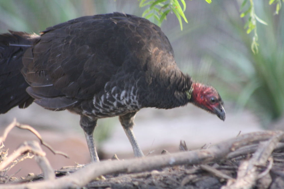 Brush Turkey  Alectura lathami,Australian Brushturkey