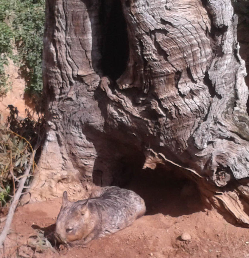 Southern Hairy-nose Wombat  Lasiorhinus latifrons,Southern hairy-nosed wombat