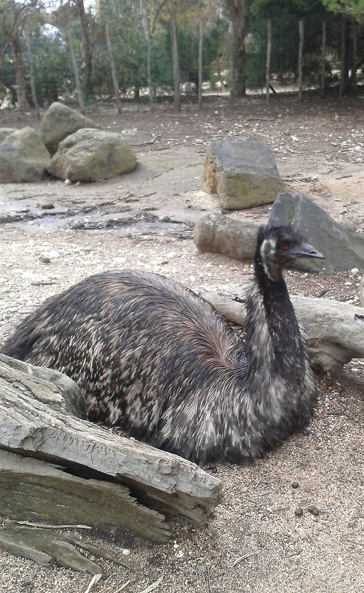 Emu anyone seen my legs?  Dromaius novaehollandiae,Emu