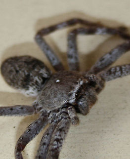 Huntsman Spider (Delena cancerides) I love that there are two rows of eyes Huntsman Spider,Macro,spider