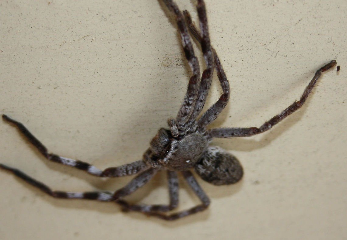 Huntsman Spider (Delena cancerides) This was at our front door. They are found Australia wide. leg span can be up to 16cm.  They can be found every where in your house or under tree bark or living in dead trees. They run down or pounce on their prey rather than making webs. They sometimes misleading classed as Australia&#039;s Tarantula. Harmless to humans. Huntsman Spider