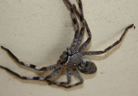 Huntsman Spider (Delena cancerides) This was at our front door. They are found Australia wide. leg span can be up to 16cm.  They can be found every where in your house or under tree bark or living in dead trees. They run down or pounce on their prey rather than making webs. They sometimes misleading classed as Australia's Tarantula. Harmless to humans. Huntsman Spider