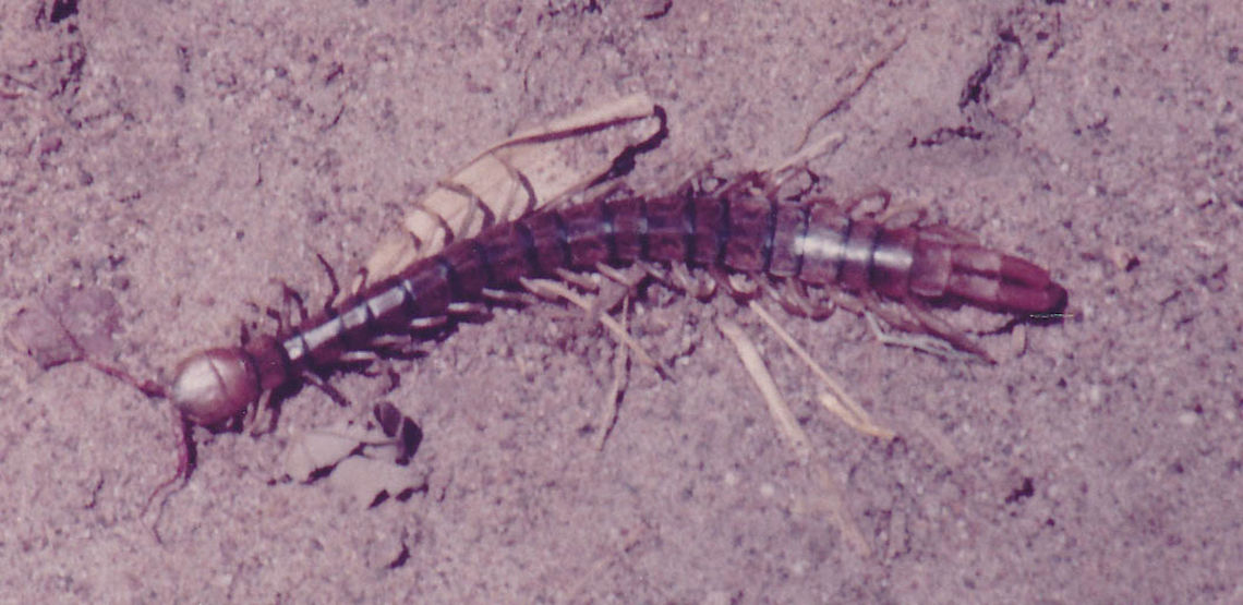 Giant Centipede (Ethmostigmus Rubripes) Size range 16cm.  Largest Australian Centipede (second in the world). Habitat can be in both dry and wet areas, usually in sheltered places, under logs, rocks, leave matter, rainforests and deserts.  It is solitary, terrestrial and nocturnal hunter.  They eat insects, snails and worms.  Bits from them is painful for several days Australia,Ethmostigmus rubripes,Geotagged