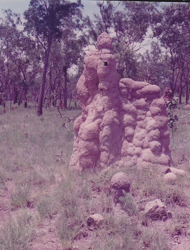 Ant Nest in Central Australia  Australia,Geotagged