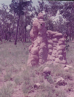 Ant Nest in Central Australia  Australia,Geotagged