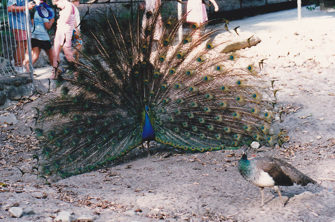 Indian Peacock  Australia,Geotagged,Indian Peafowl,Pavo cristatus