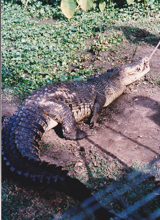 Saltwater Croc  Australia,Crocodylus porosus,Geotagged,Saltwater crocodile