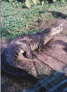 Saltwater Croc  Australia,Crocodylus porosus,Geotagged,Saltwater crocodile