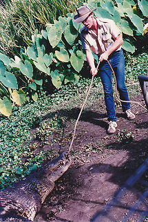 Saltwater Croc I know it is not just nature but it is a way to show how crocs react to their capture of prey. The croc was in no danger at all.
 Australia,Crocodylus porosus,Geotagged,Saltwater crocodile