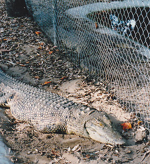 Saltwater Croc  Australia,Crocodylus porosus,Geotagged,Saltwater crocodile