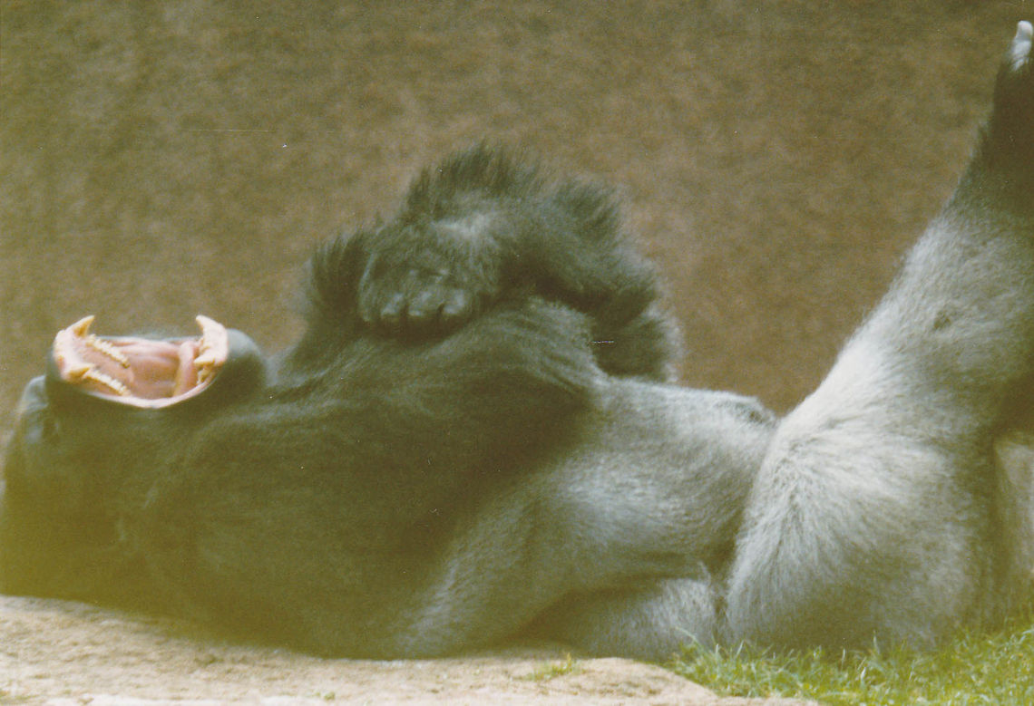 Lowland Gorilla. Ho Hum  Gorilla gorilla gorilla,Western lowland gorilla