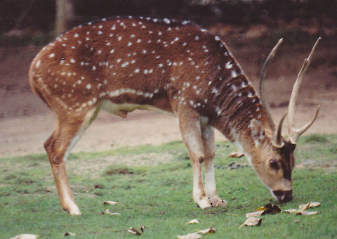 Fallow Deer  Dama dama,Fallow Deer